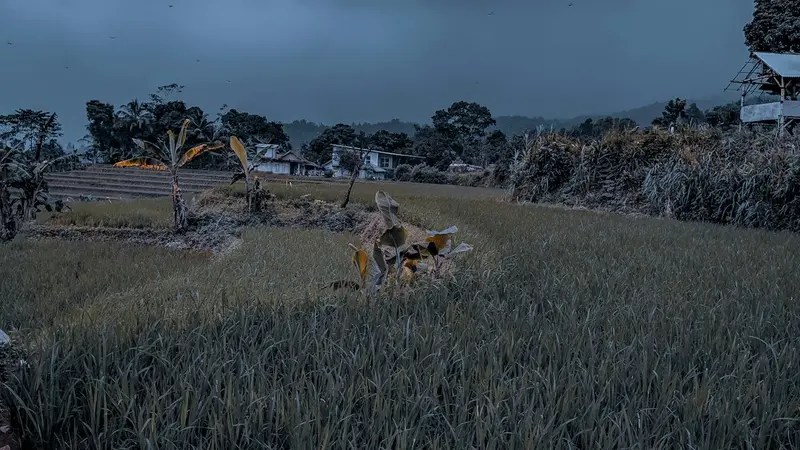 How Much Does Pixels Pay to Play on Ronin